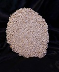 Zoa Chalice Ablegerplatte grob